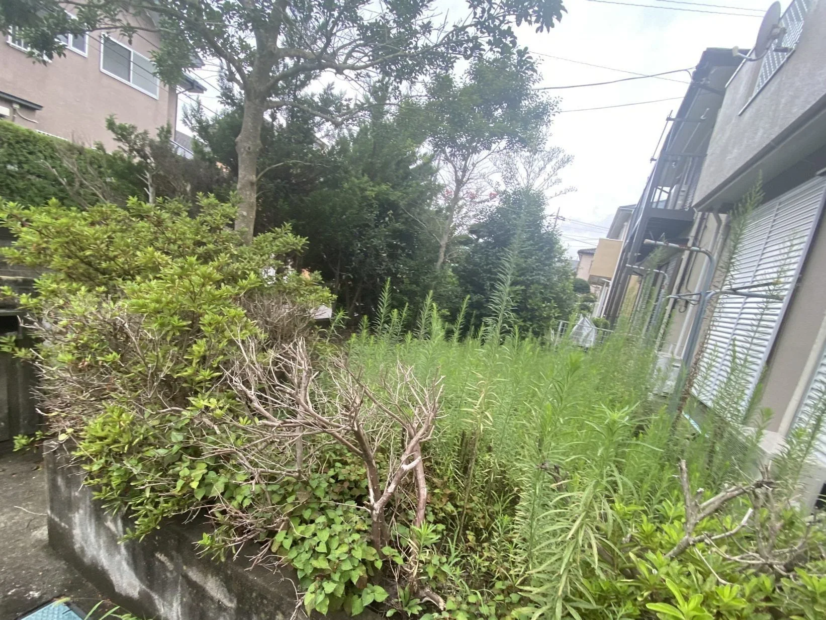 守谷市｜草刈り・伐採・人工芝設置・防草シート等の施工写真 1