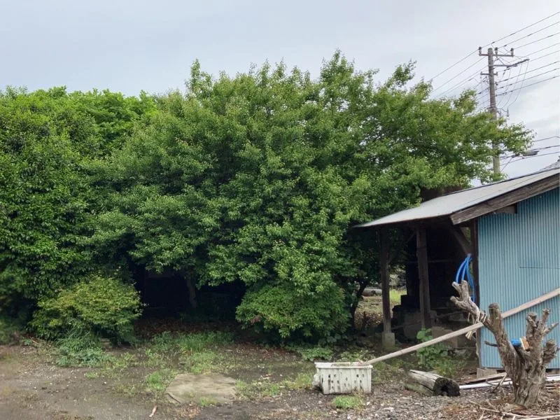 我孫子市｜草刈り・伐採・剪定の施工写真 5