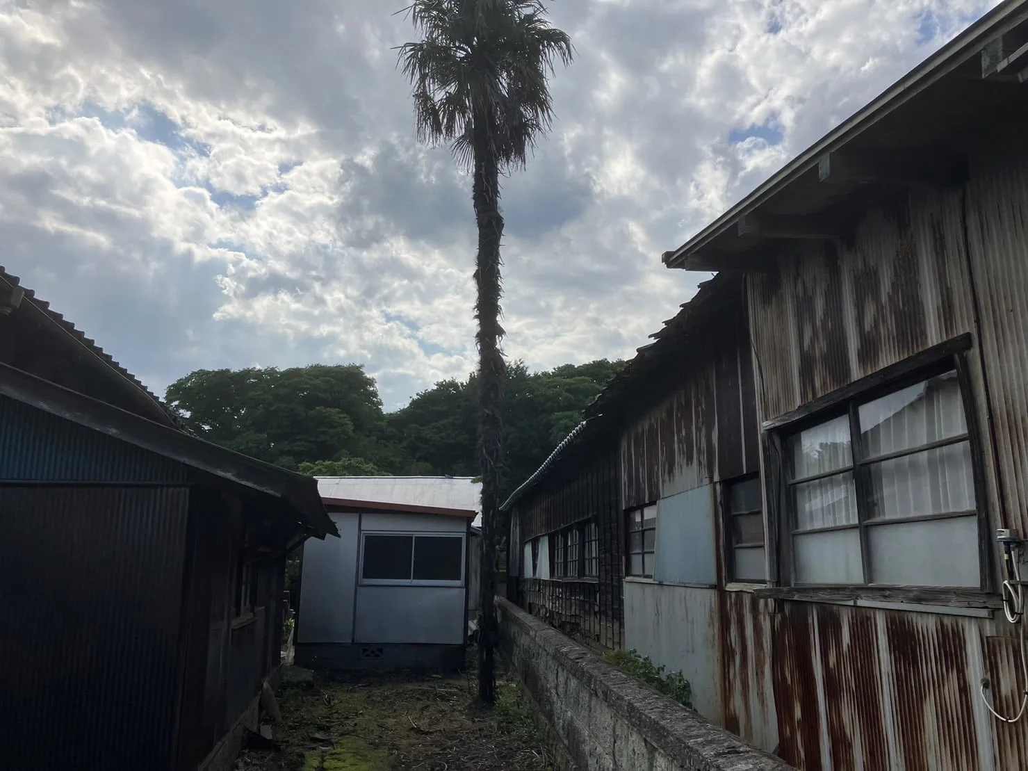 我孫子市｜草刈り・伐採・剪定の施工写真 7