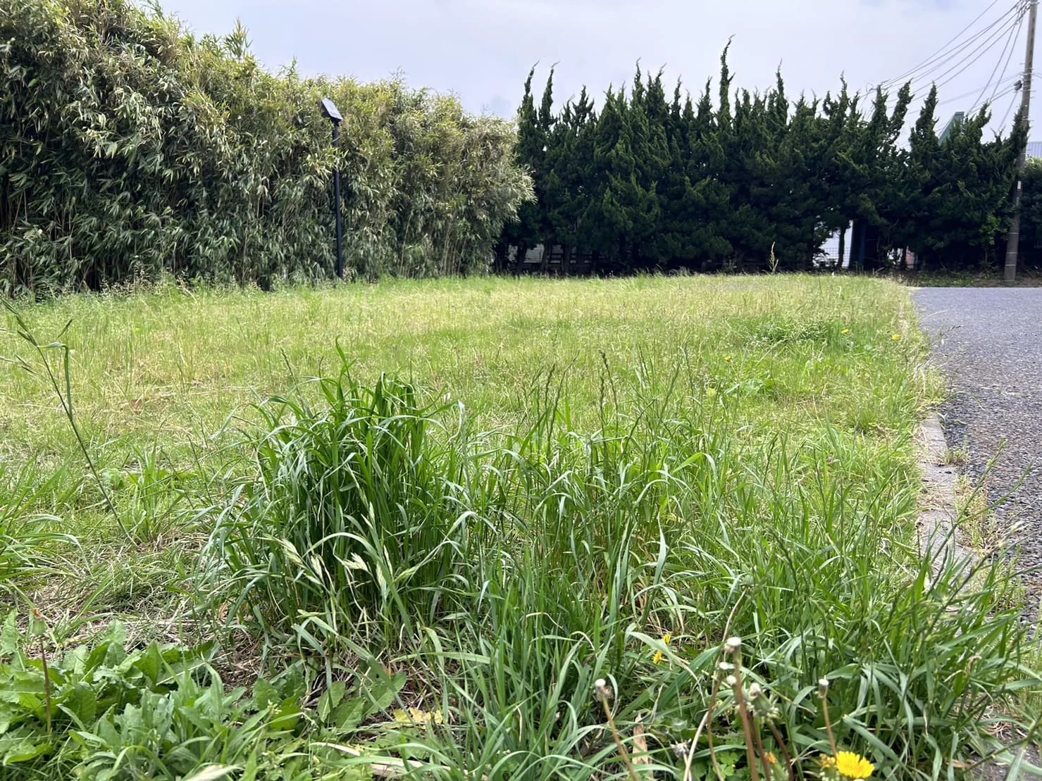 伐採・除草作業の施工写真 5