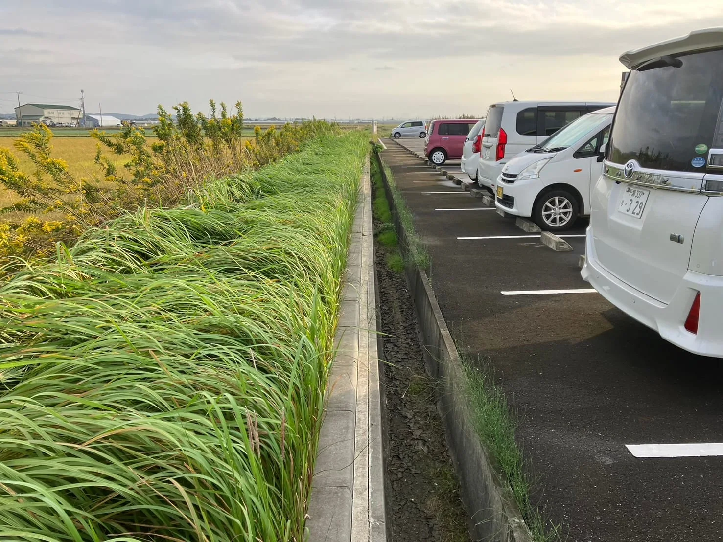 旭市｜店舗敷地・草刈り作業の施工写真 3
